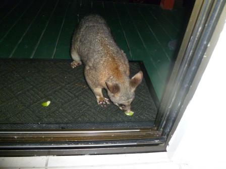 possum at the door
